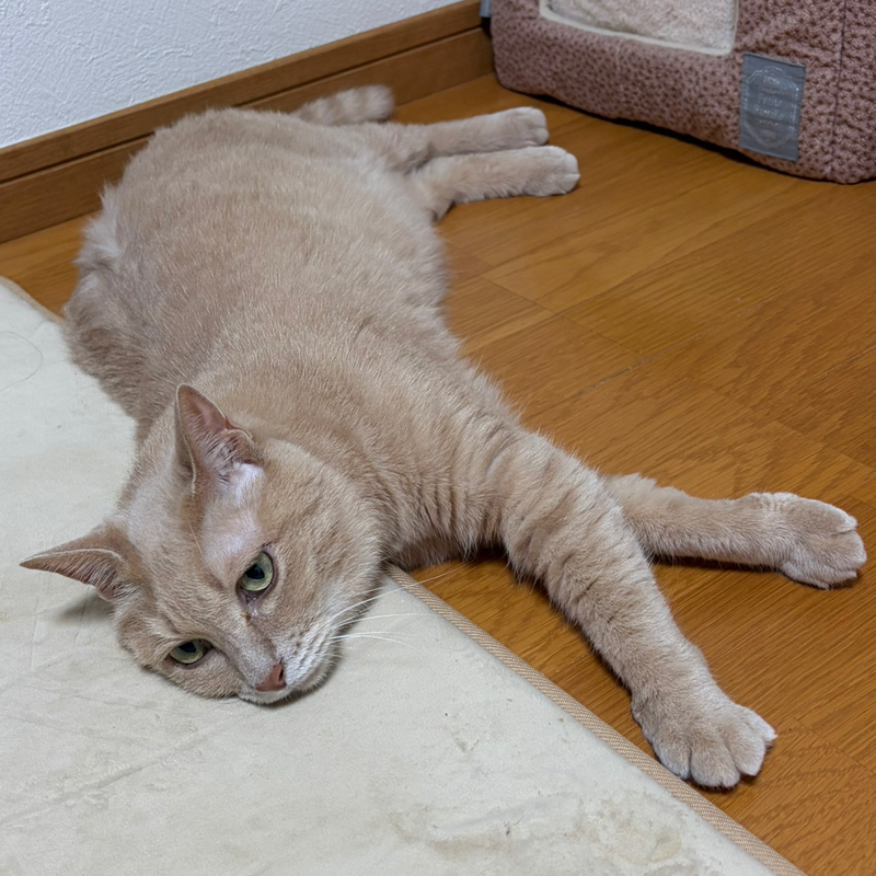 朝ラン21℃。ヒットチャートを席巻する夜の踊り子の替え歌みたいな二男と巨人の快進撃の秘密。#1887
