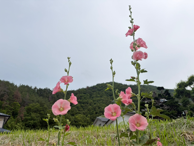 朝ラン24℃。ワンのブザ昼が一番長い日と飯山の梅干し作りとNHK朝ドラのバチバチ東西対決。#1895