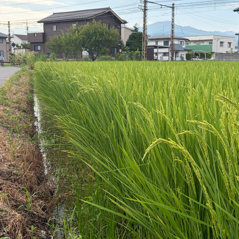 朝ラン23℃。人間的に成長する稲穂と偏向報道と言われるサンモニの炎上と9月からの意気込み。#1953