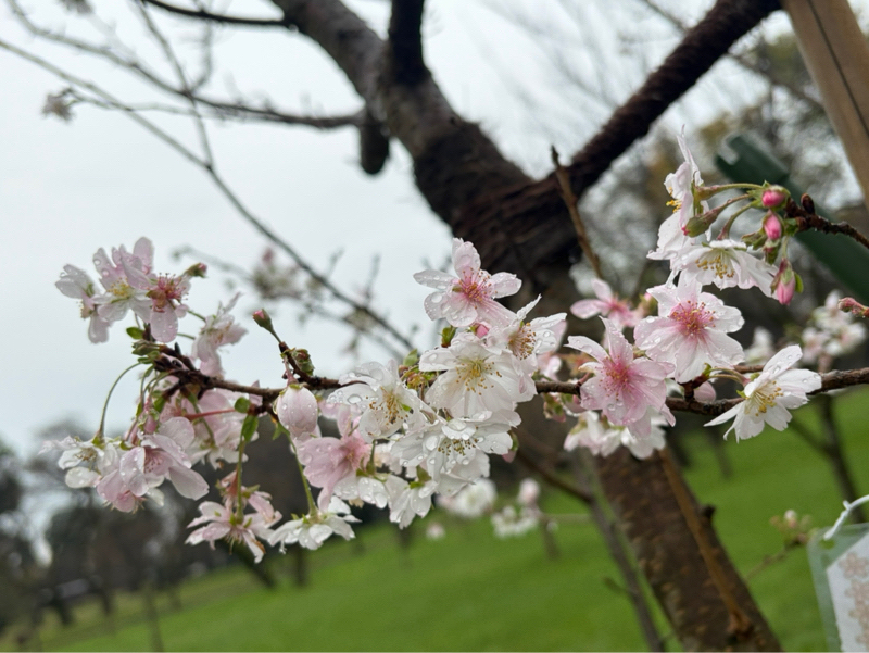 朝ラン15℃。年に2回咲く桜とPHPとAI時代の到来で具合が悪くなる社会と紙と人間の底力。#2020