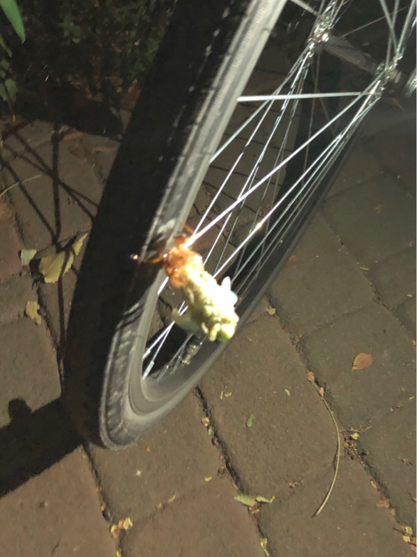 37日目 羽化れちまったよ