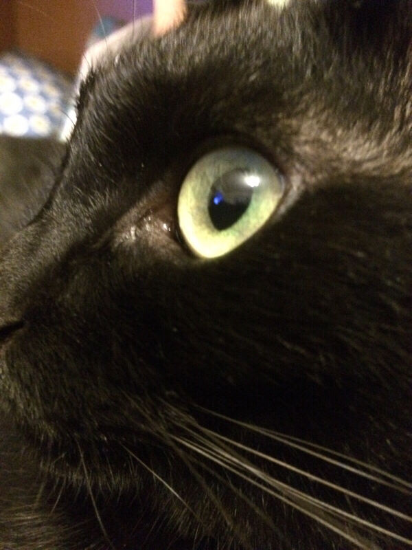 神アレ学パロのここがしんどい！！①