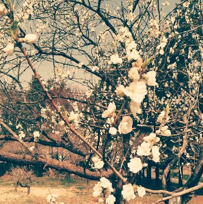 白花のひとり言