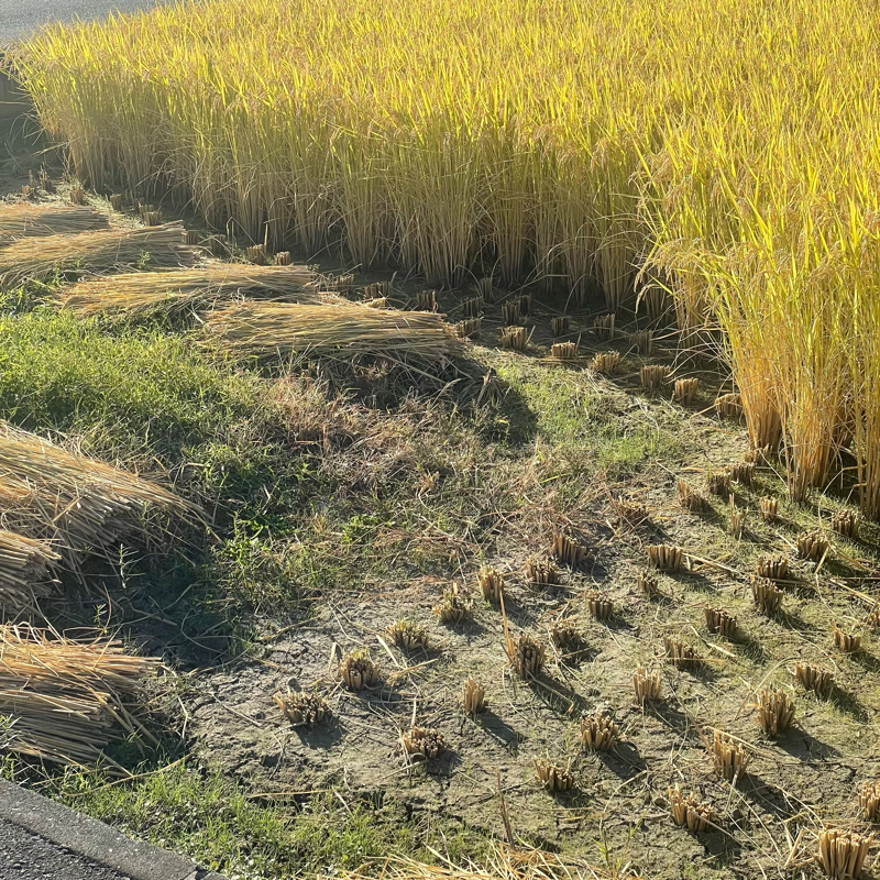 #99 モッくんにはまっまきっかけ