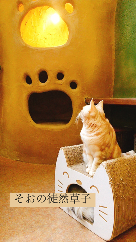 #2 シフォンケーキと紅茶って最強じゃない？