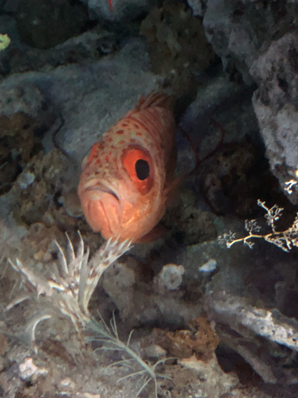 ゲスト出演:露野