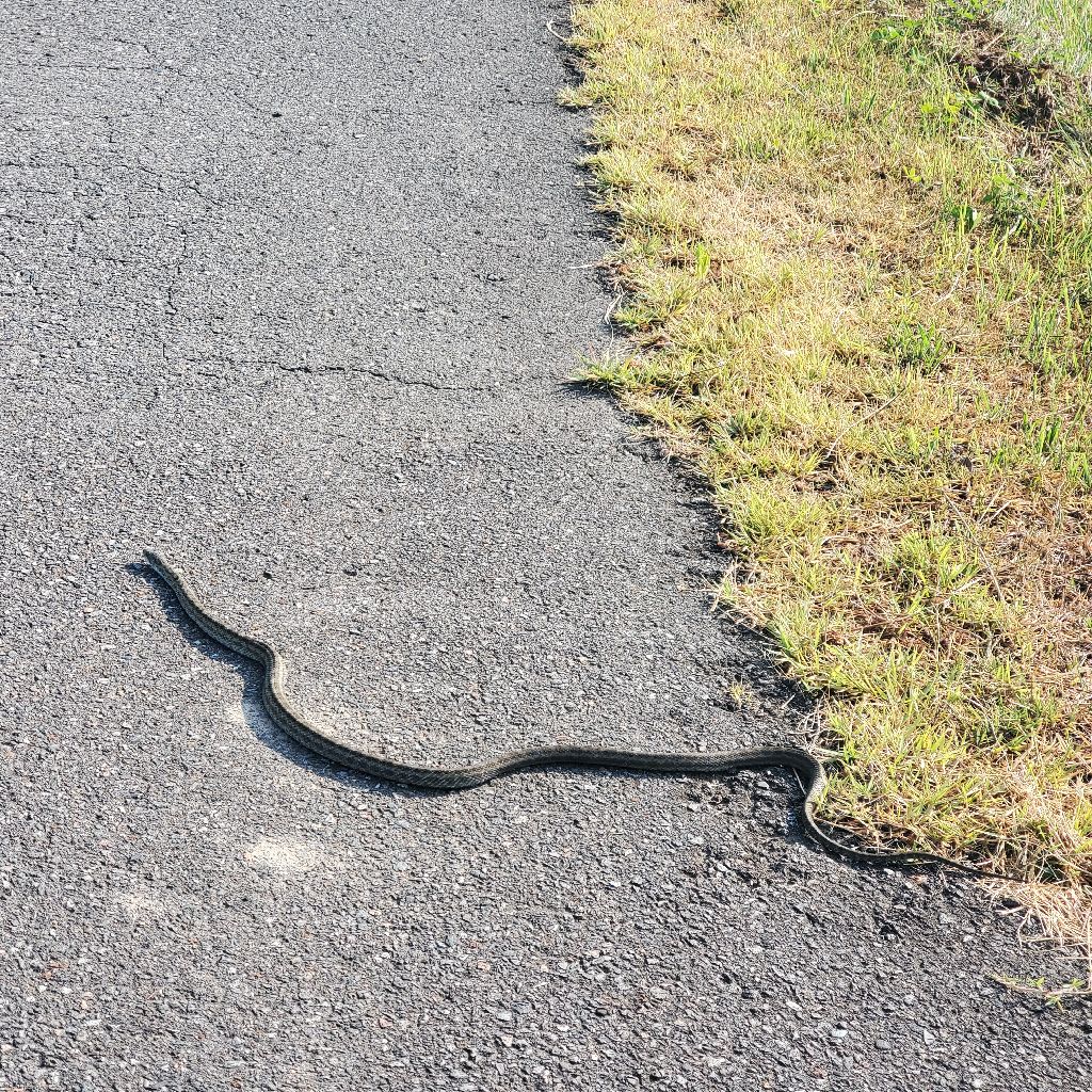 20230804 いやークイズと🆕早口言葉