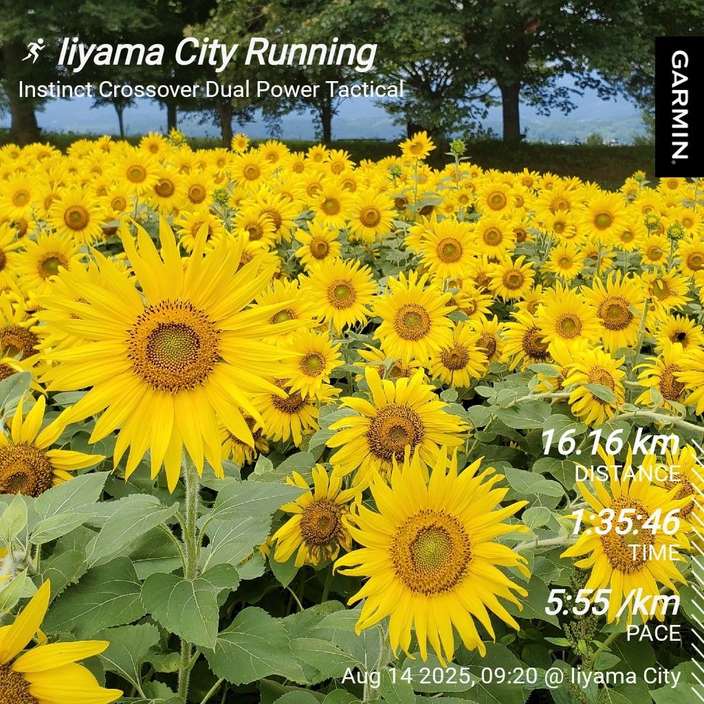 20250815① イイ声の日に🌻ひまわりとラーメン屋の話