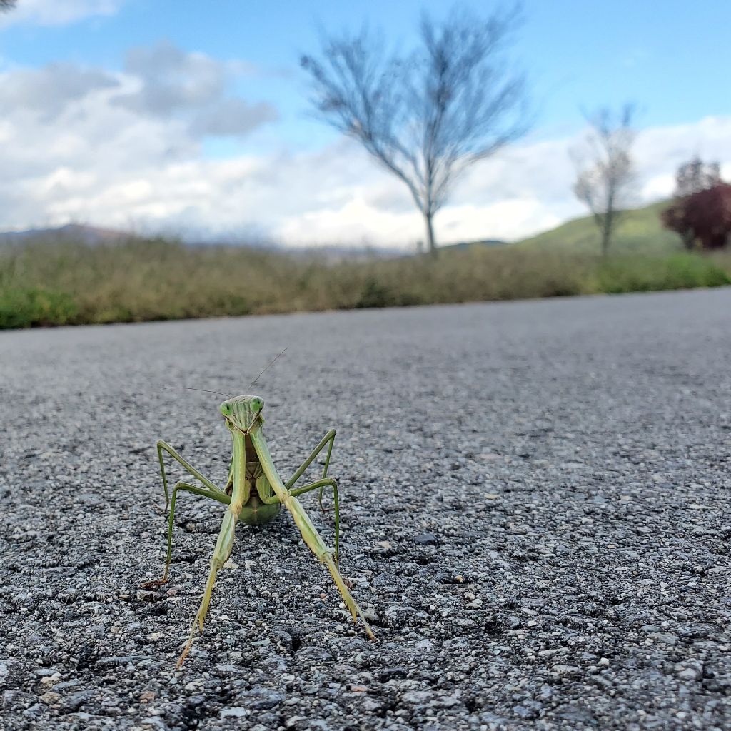 20251101 歩活の話とお返しトーク６本