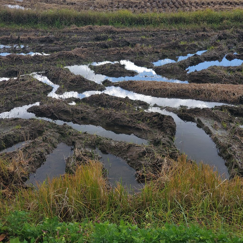 20251103 雨降りラジランでオススメのアルバム紹介と🎁ギフトの紹介