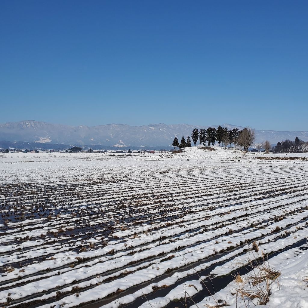 20251206 自転車ウェアで60年代のギターYAMAHA赤ラベルの話