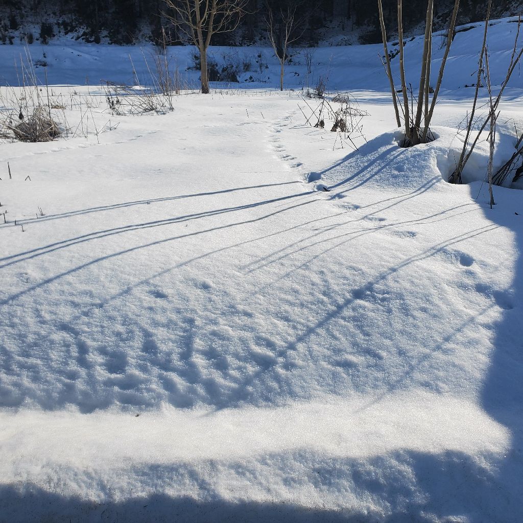 20260117 hyhのギター弾き語り動画と妻のクロカン写真、どちらが欲しいかの話