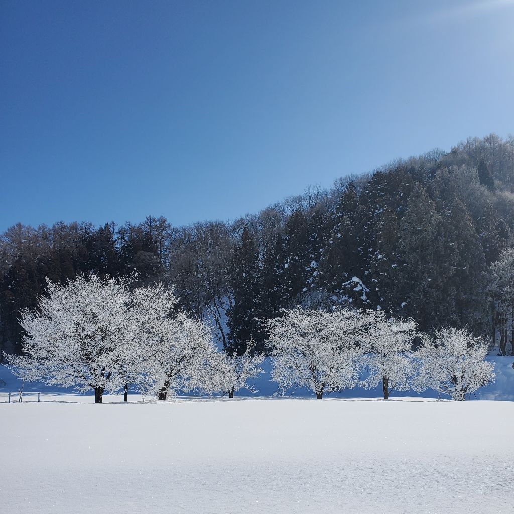 20260204 超リアルな鬼ととらぼん推しリスナーランキング結果