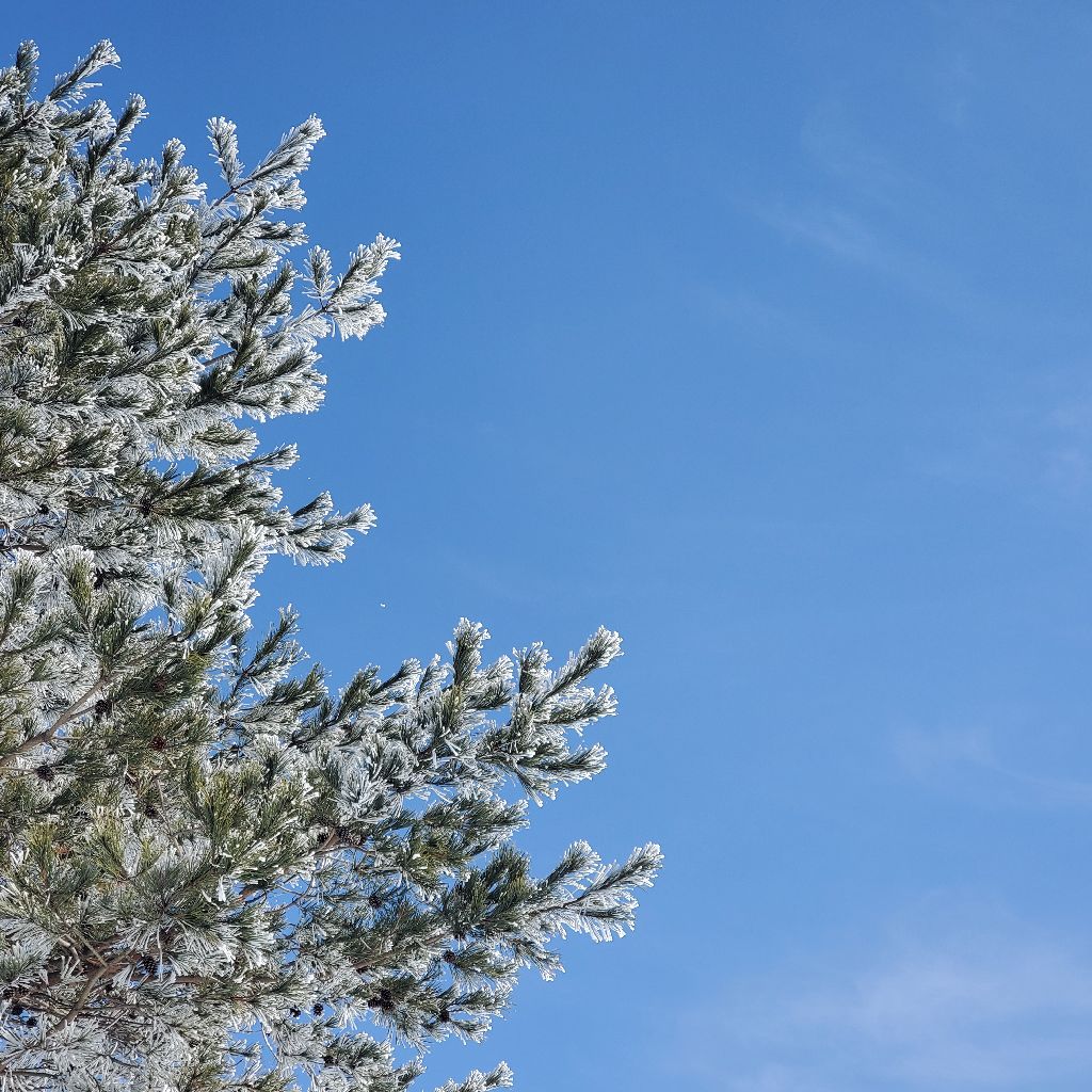 20260205 肩こりとストレスと公認のメリットの話（お返しトーク）