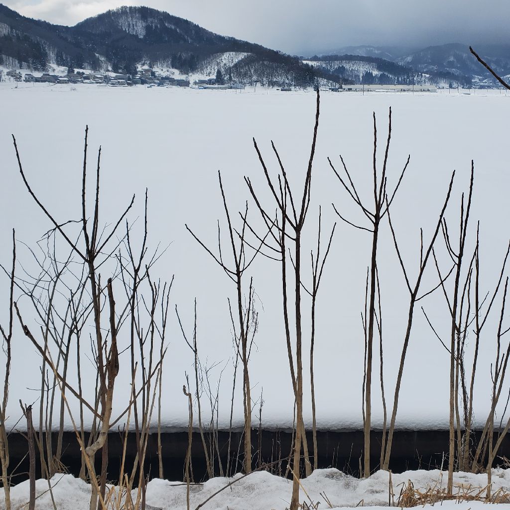 20260206 金曜日にお送りするラジランで微笑ましい家族動画の紹介