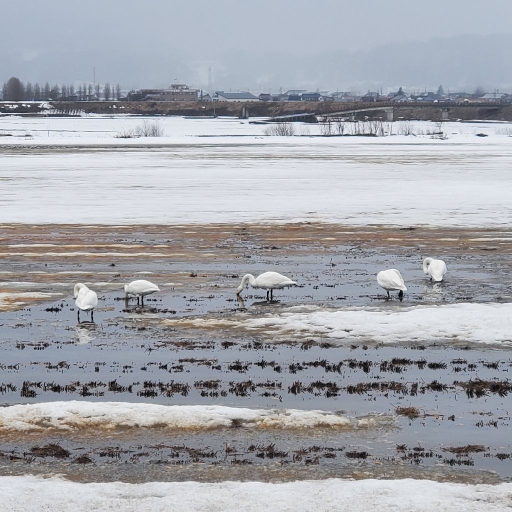 20280228 コラボが嬉しすぎる話（お返しトークあり）