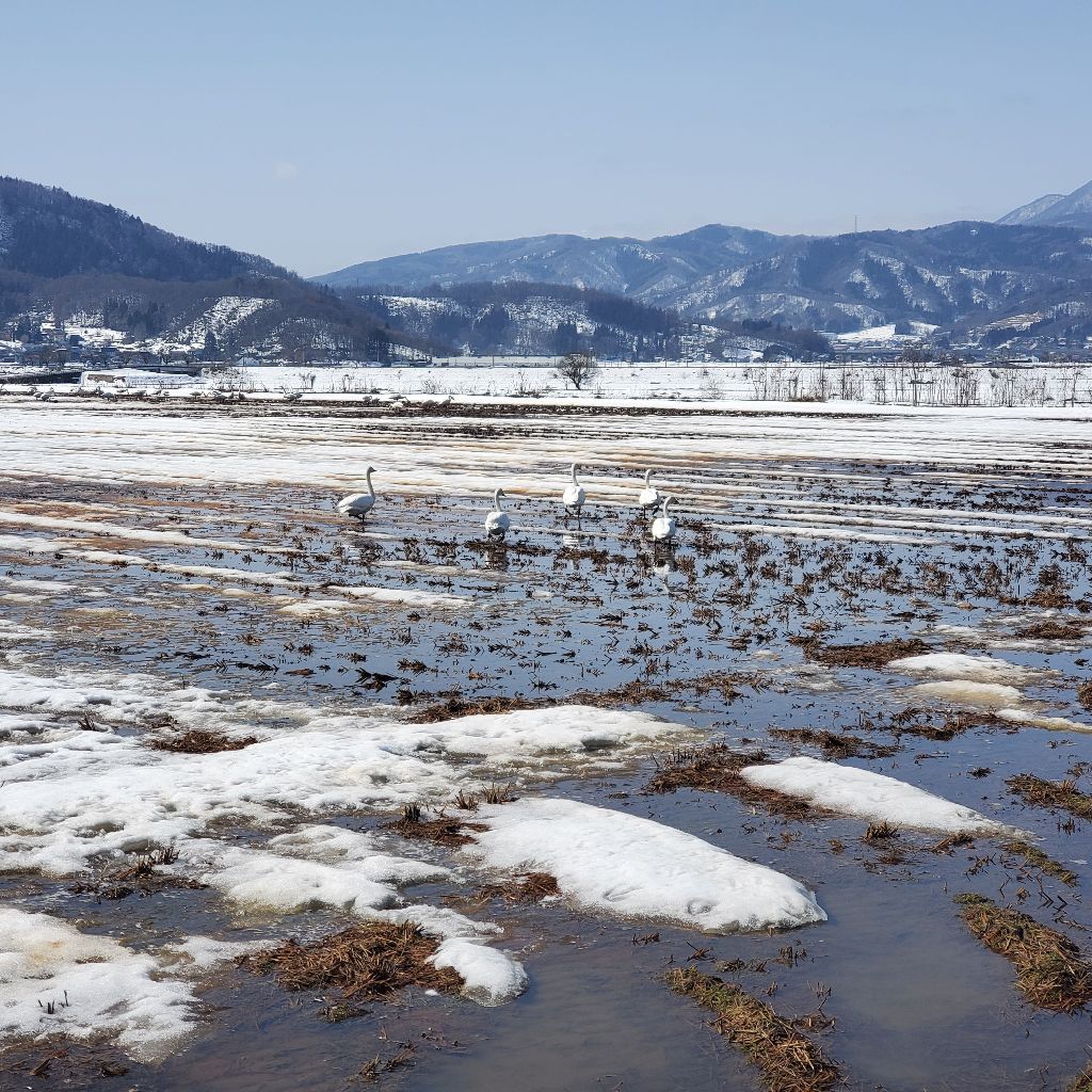 20260301① 白鳥の鳴き声と思いのままに歌うこと
