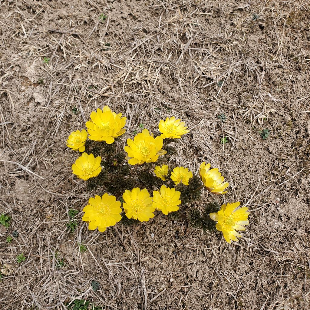 20260318 hyhの手袋最新情報とお返しトーク７本