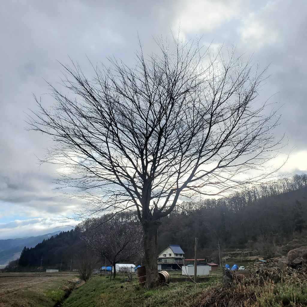 20260405 宇宙船地球号の話