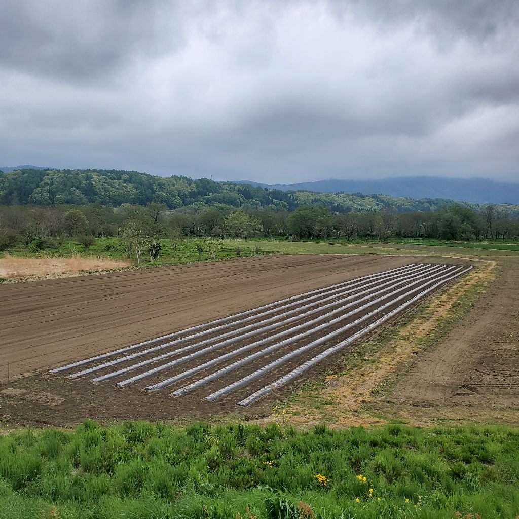 20260429 hyhの新曲と迷曲を紹介（お返しトークあり）
