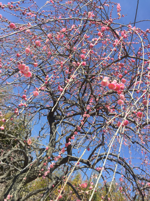 ゆりこのぼいすだいありと雑談