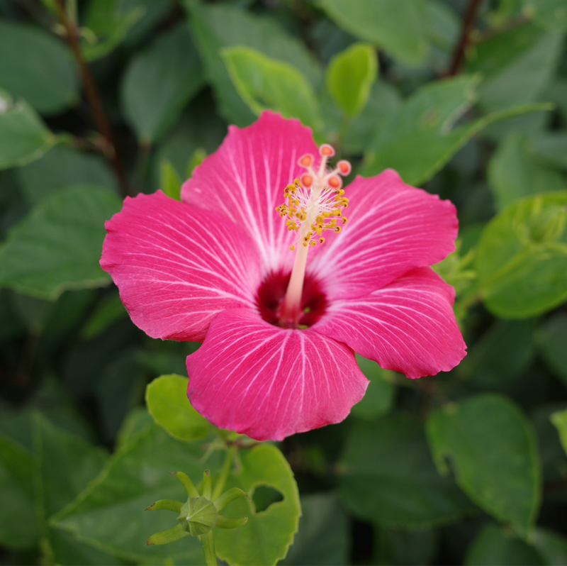 啾啾 シュウシュウ