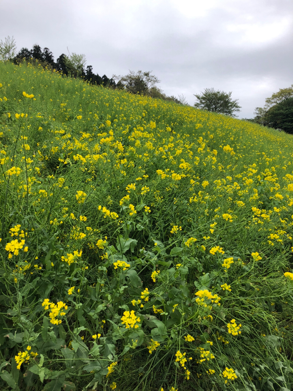 #4 お腹いっぱいです(*⁰▿⁰*)