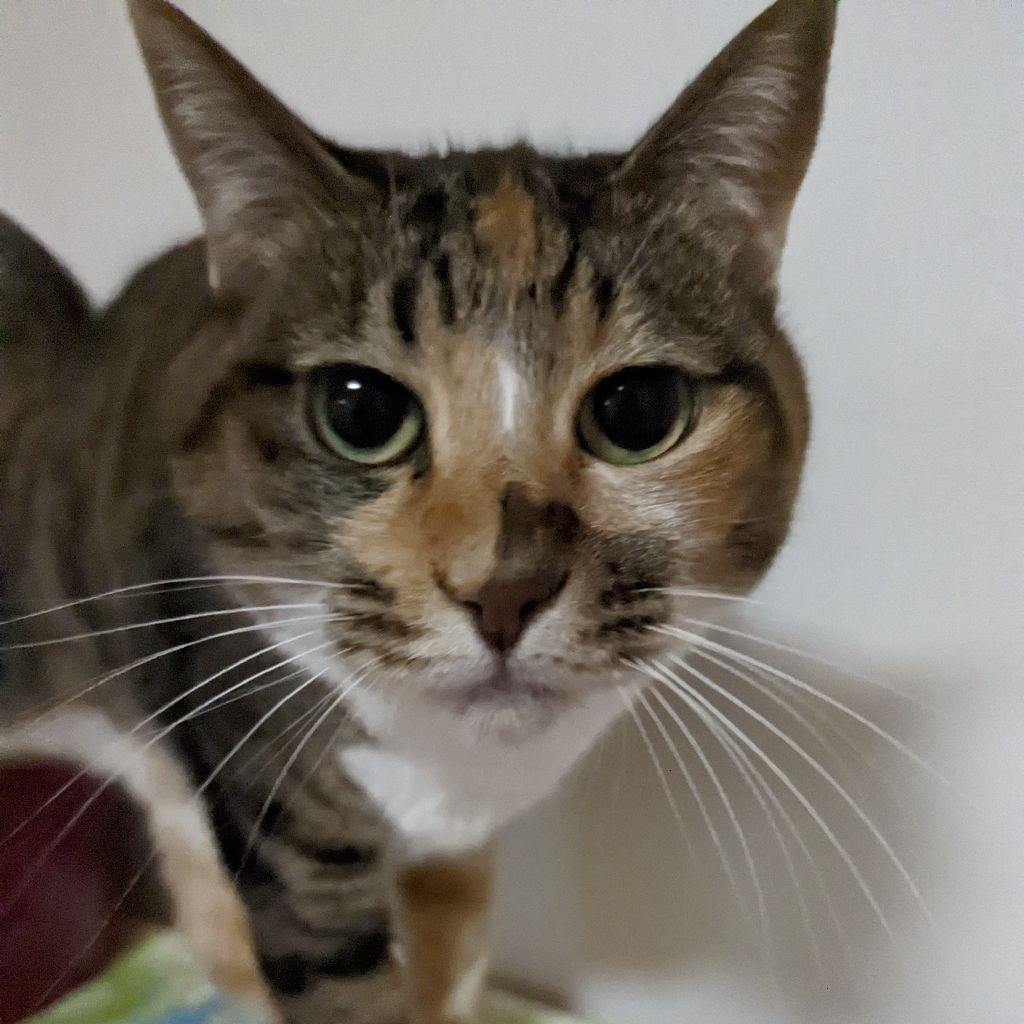 第87回「今年ラスト。2022年衝撃回発表❕」