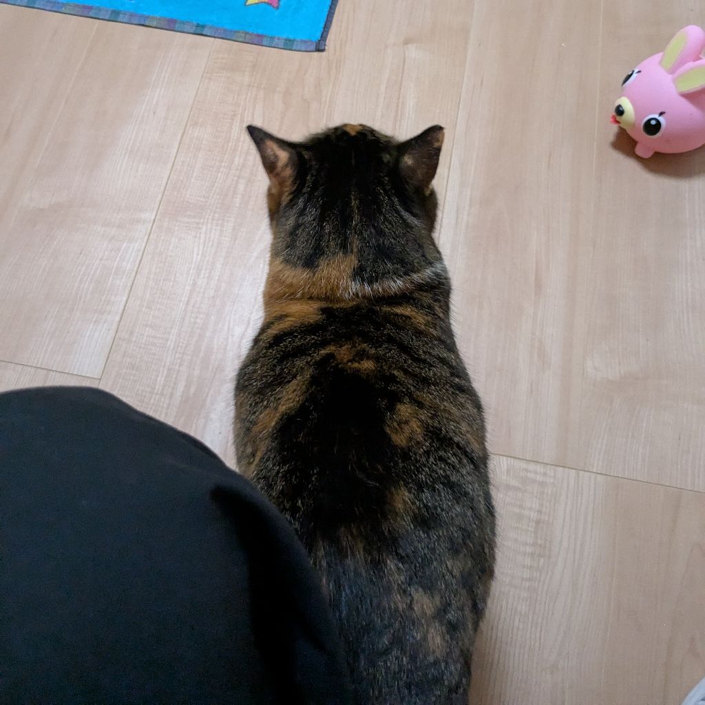 第２４４回「大晦日だよ全員集合！」