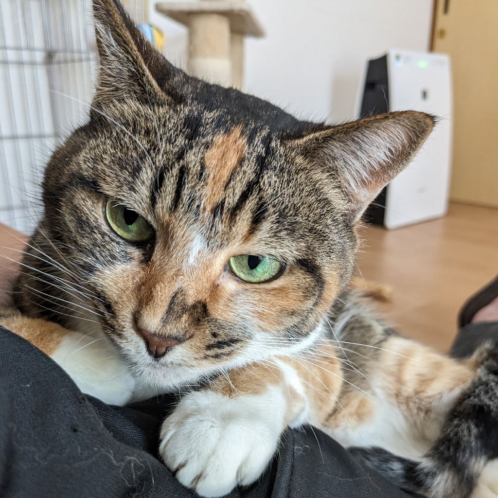 第２５１回「白鳥おじさん」