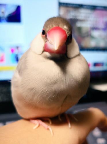 文鳥のはなしをつらつらする