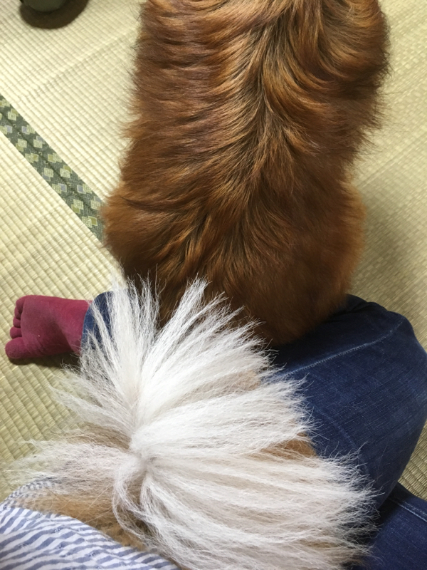 ムラカミさんと犬を語る