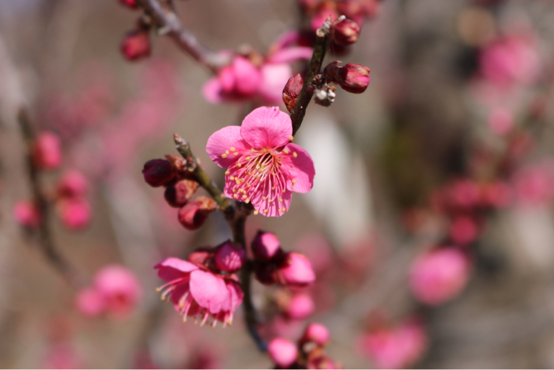 第93回　花は食べない、愛でるのです