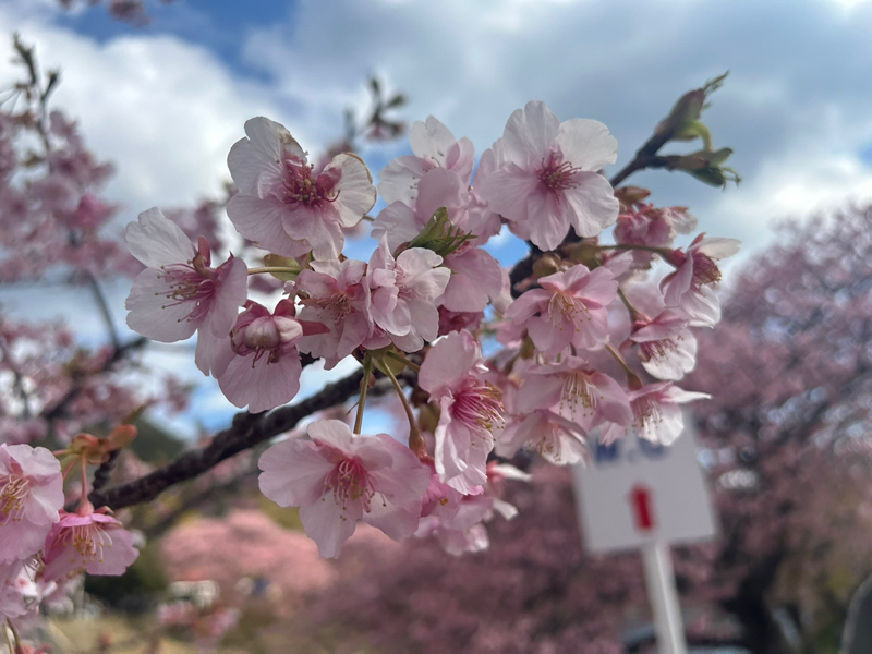 第265回　うた『ダーリン』