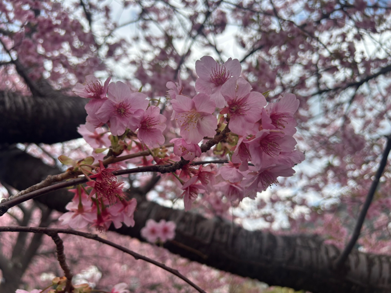 第266回　うた『HOWEVER』