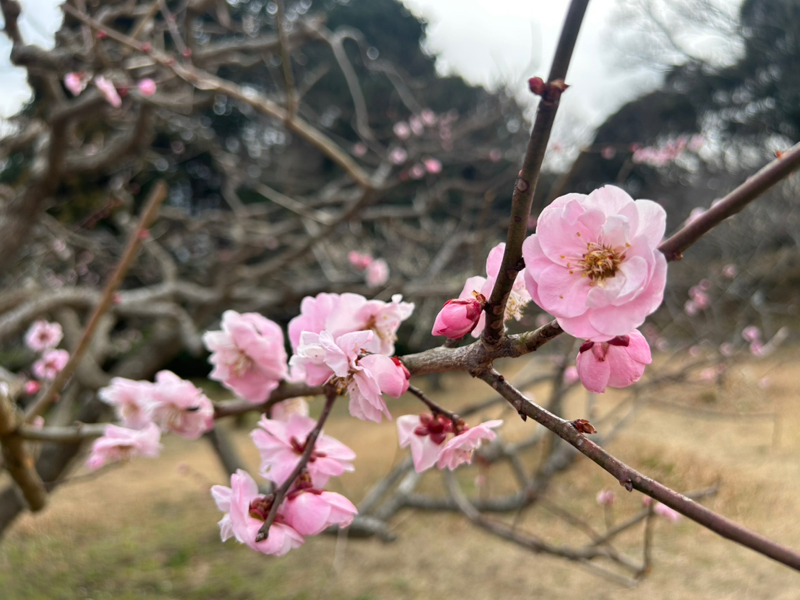 第267回　春はまだか