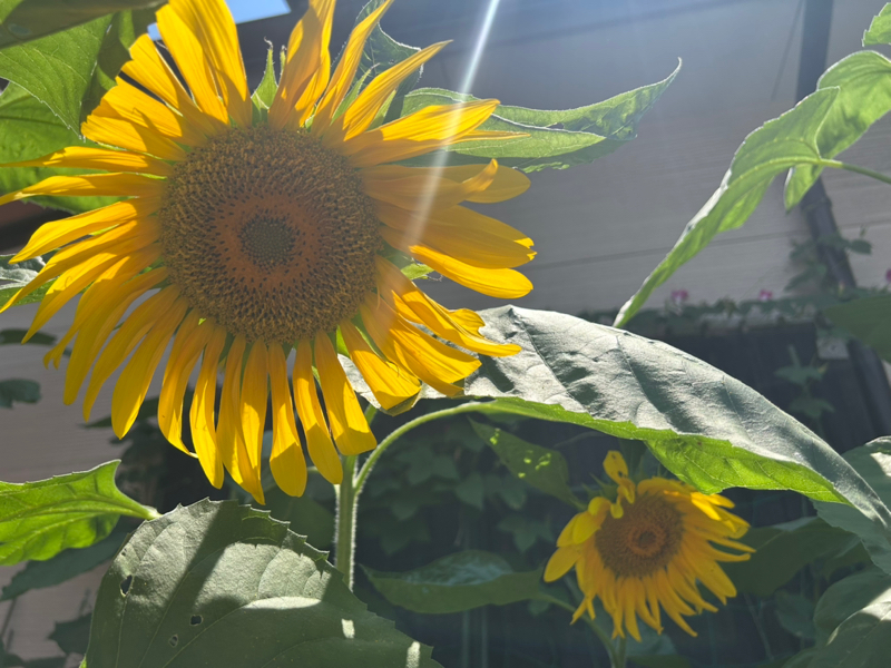 第278回　苦しい夏でした