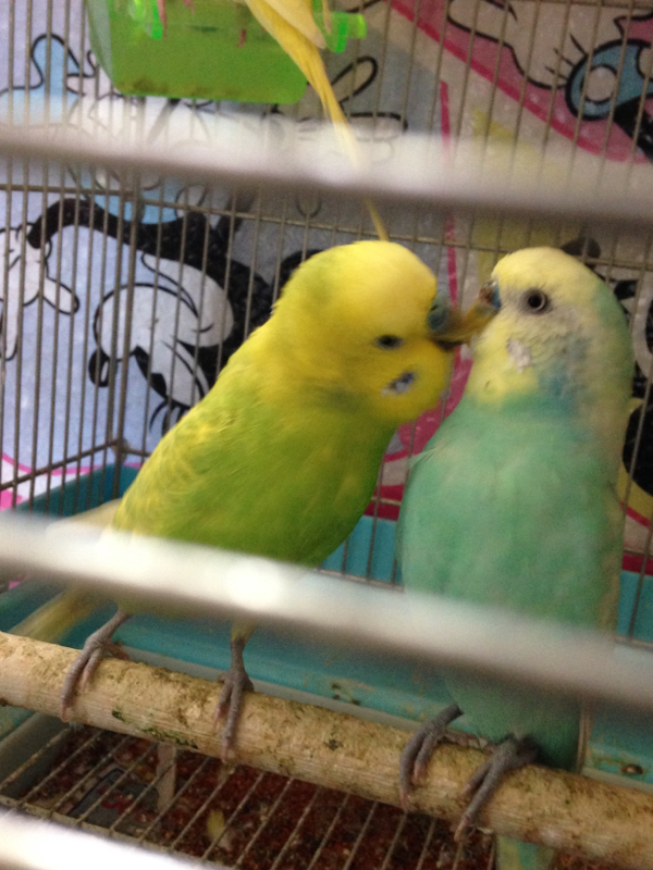 車内での録音について