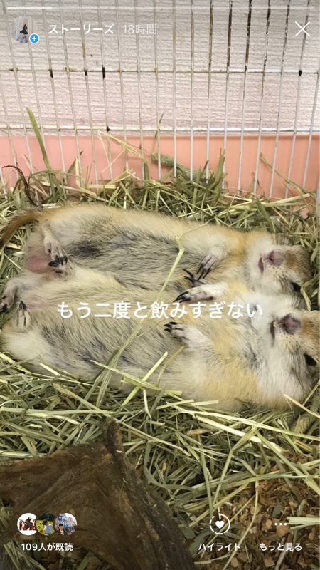 夜中の駄目うさぎ