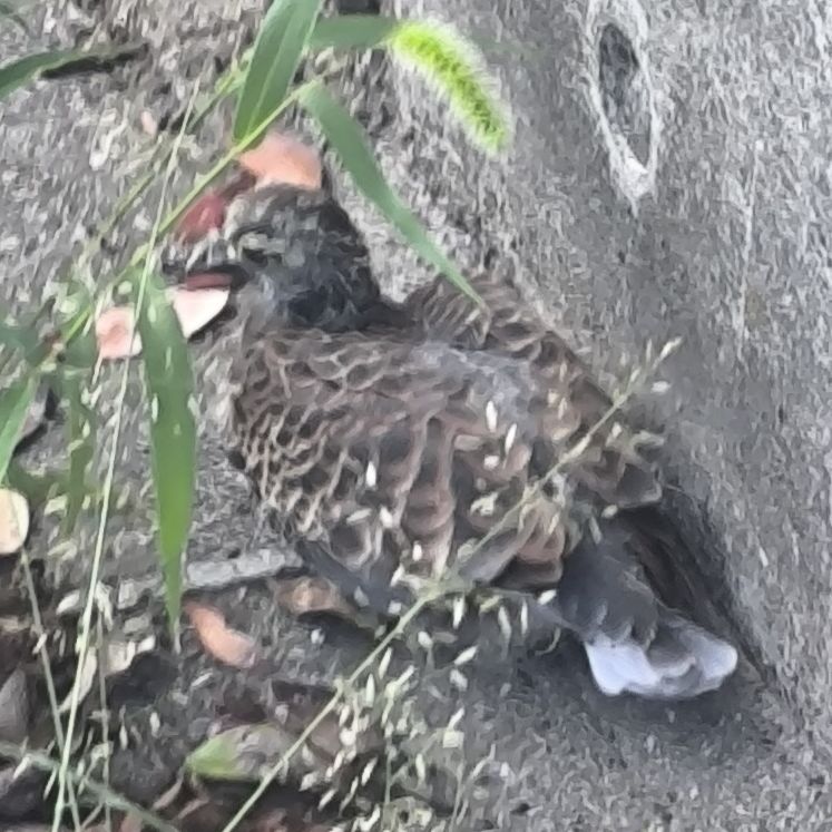 10/1 part1 鳩とTシャツ