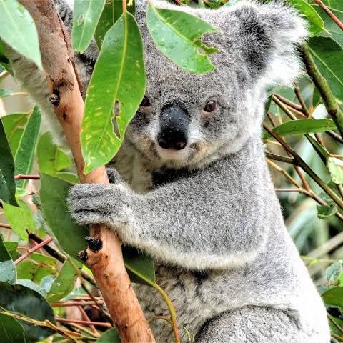 第602回 ユーカリと座席の話