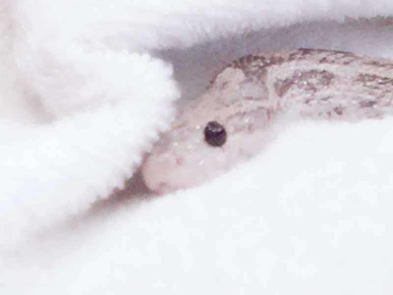 歯車ラジオ#1 蛇が好きだー！