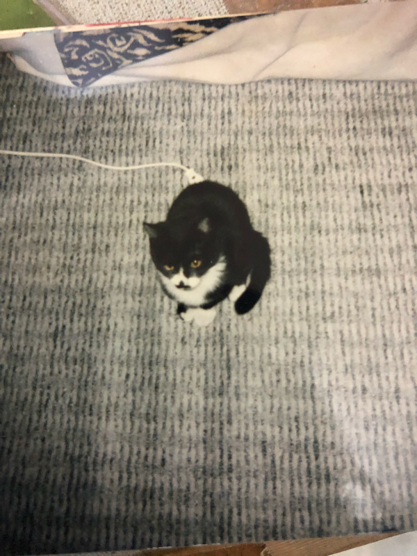 飼ってた猫ラッキーと野良猫タフガイの話。 from Radiotalk episode artwork
