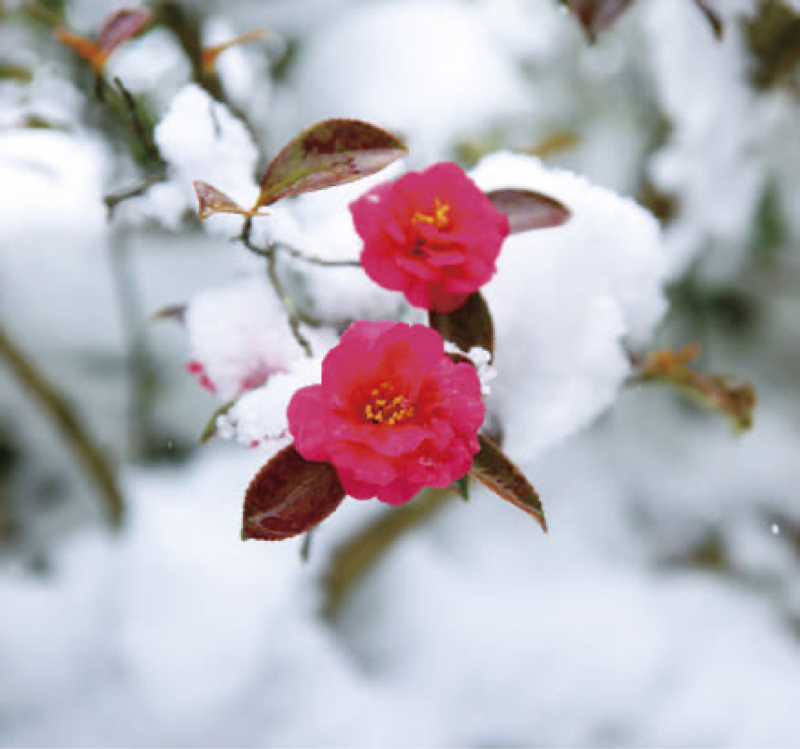フルートで雪の華/中島美嘉