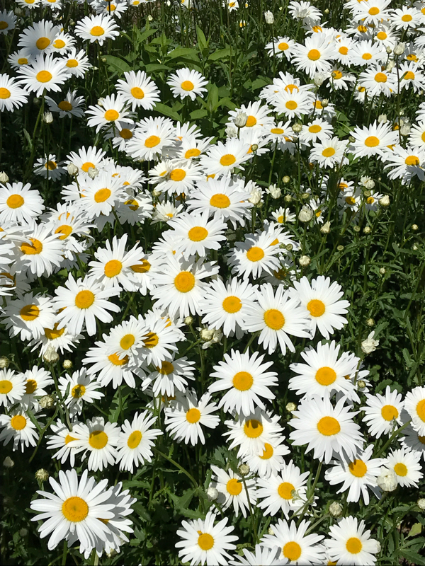 人の形になりたい