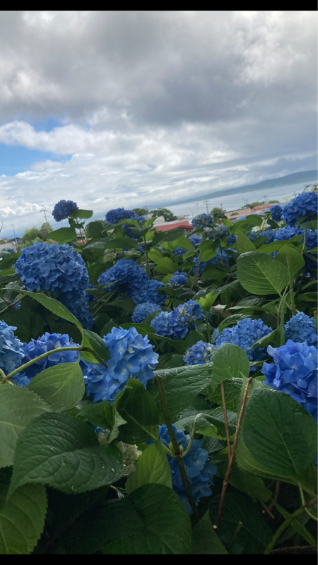 #62 紫陽花または四葩(よひら)の俳句・短歌