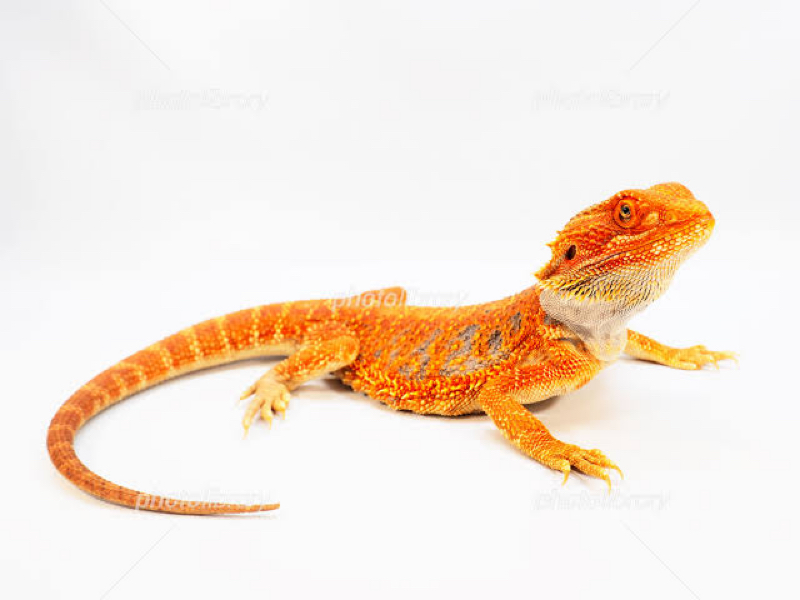 第80回　咲かせよう🌻実らそう🍊