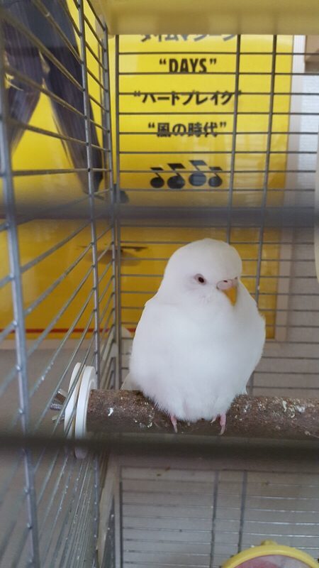 にしまりことだまり