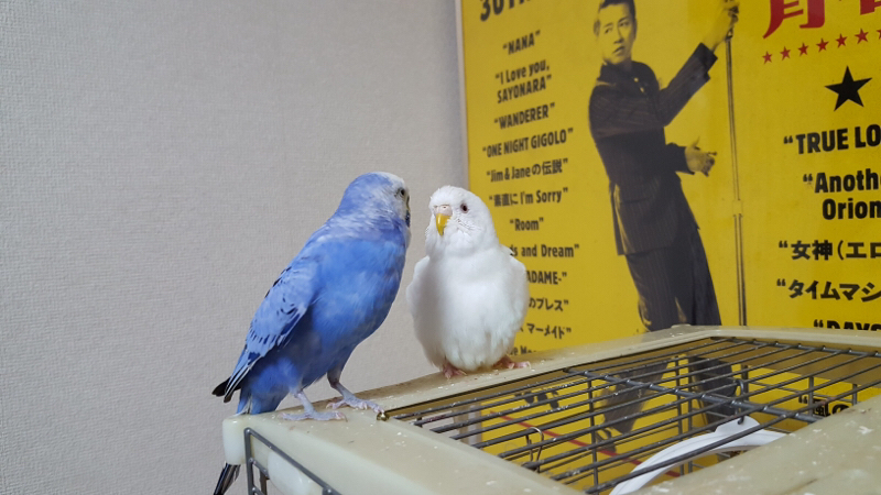 にしまりことだまり