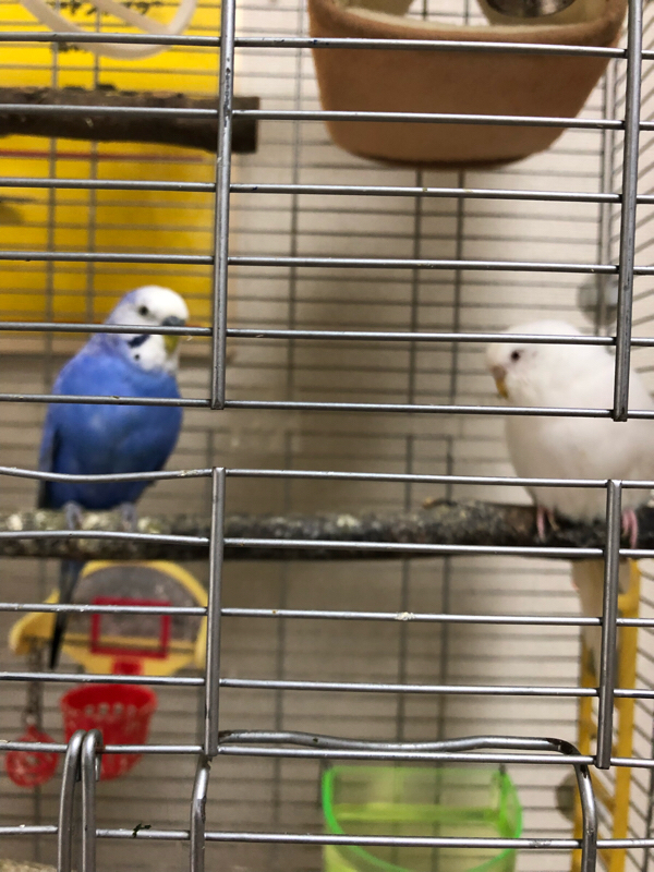 にしまりことだまり